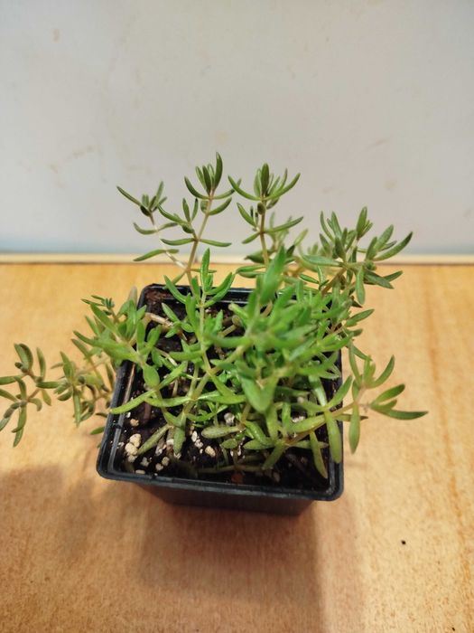 . Седум . Перец комнатный желтый