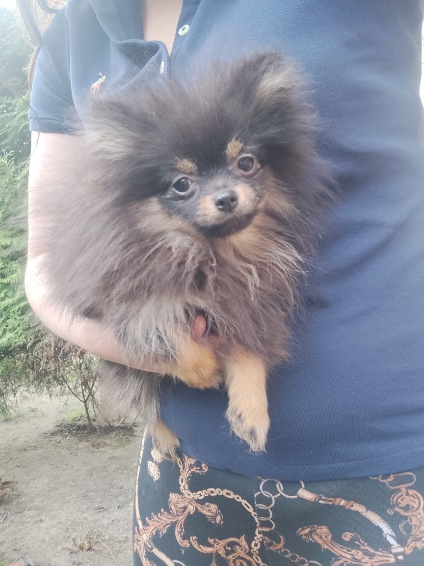 Szpic miniaturowy pomeranian czarna podpalana maleńka suczka ZKwP