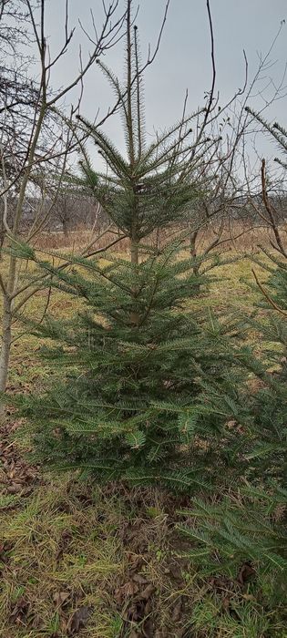Продам живу ялинку від 1,5 метри