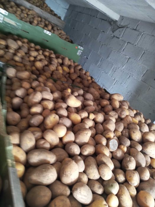 Sprzedam ziemniaki jadalne odmiany soraya