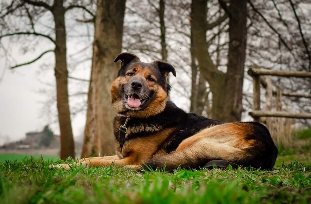 Uroczy Buddy do adopcji - pies w typie owczarka niemieckiego