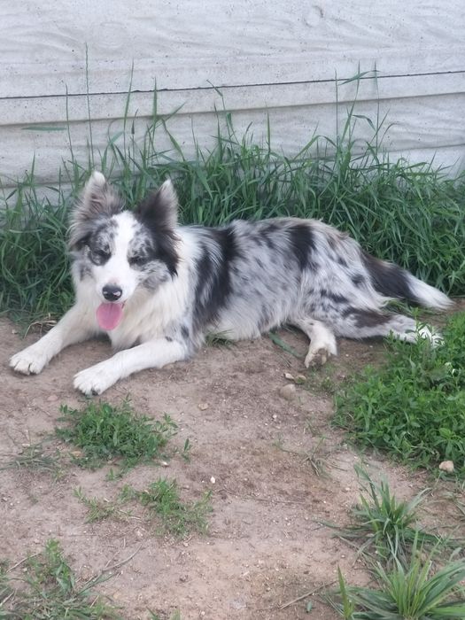 Border Collie piesek