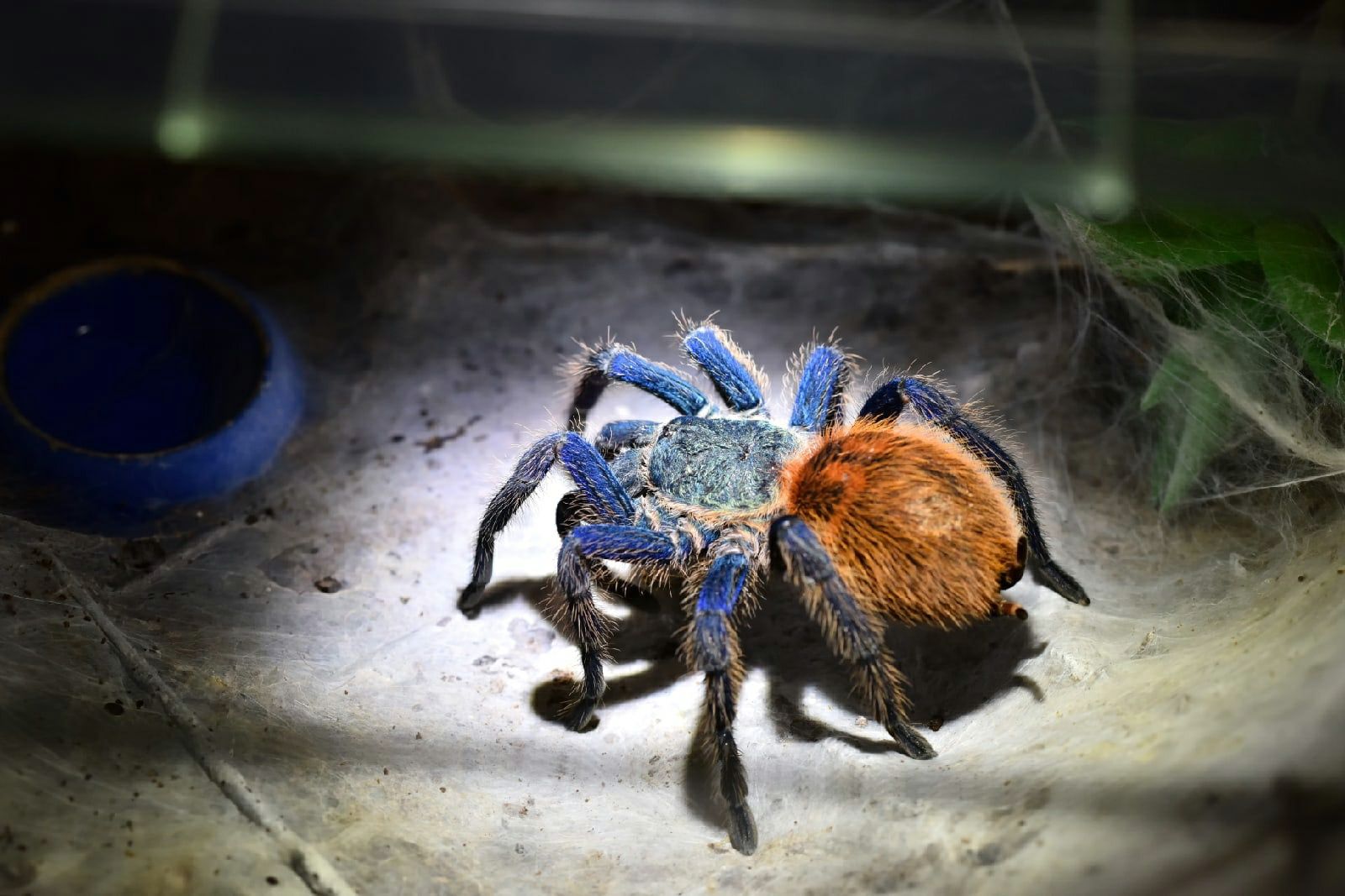 Паук Chromatopelma cianeopubescens
Самец