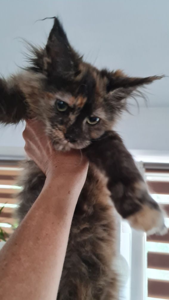 Maine coon  kotka  czarna  szyrkletka