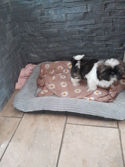 Szczenięta Shih Tzu tricolor