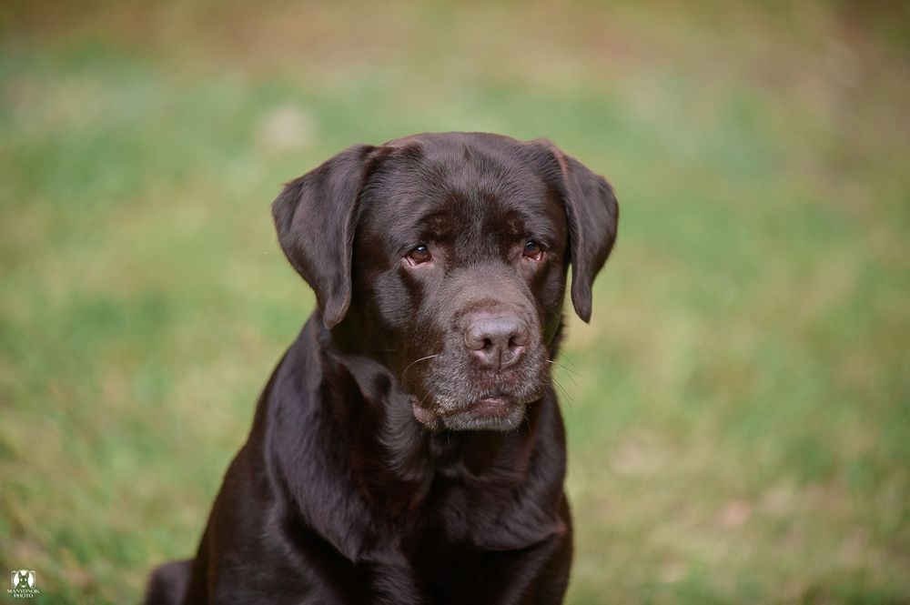 Титулованный, крепкий, красивый шоколадный лабрадор!