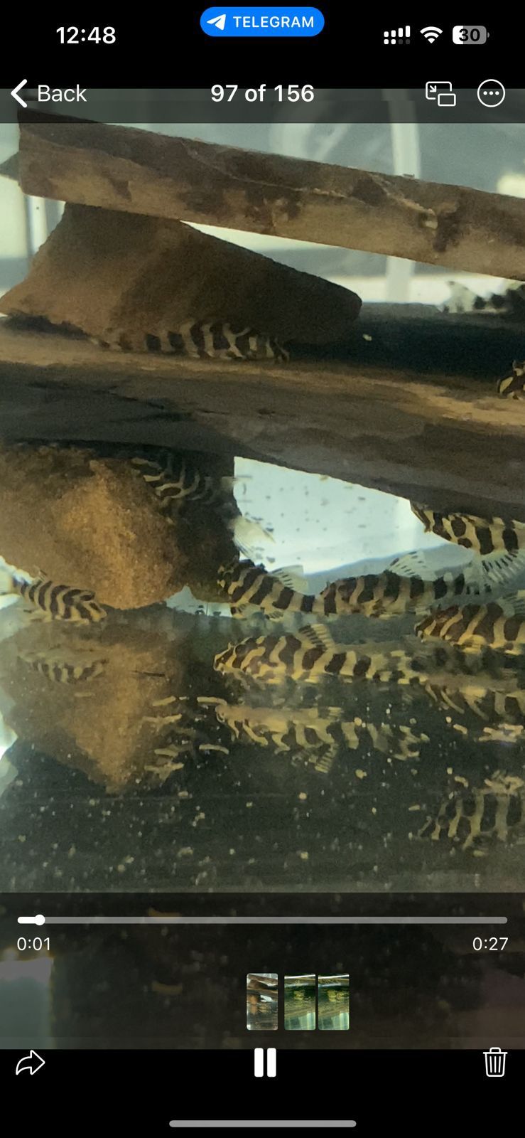 Ancistrus Super Red long fin е mais - Os peixes já estão disponíveis