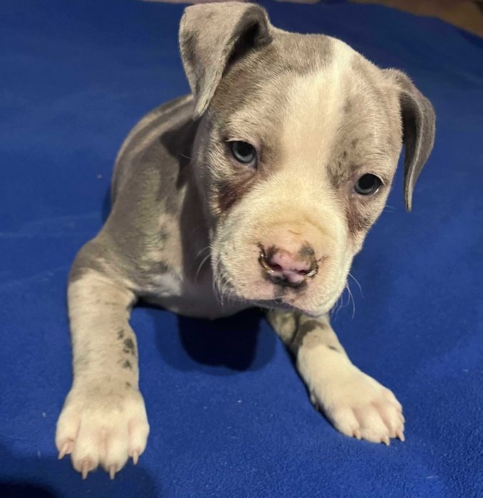 Amstaff piękny samiec
