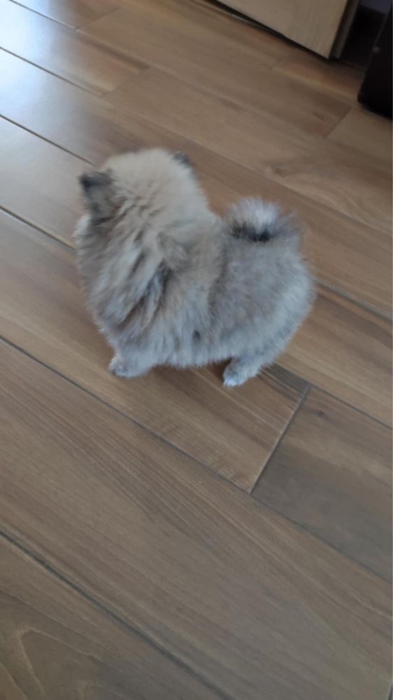 Szpic miniaturowy pomeranian