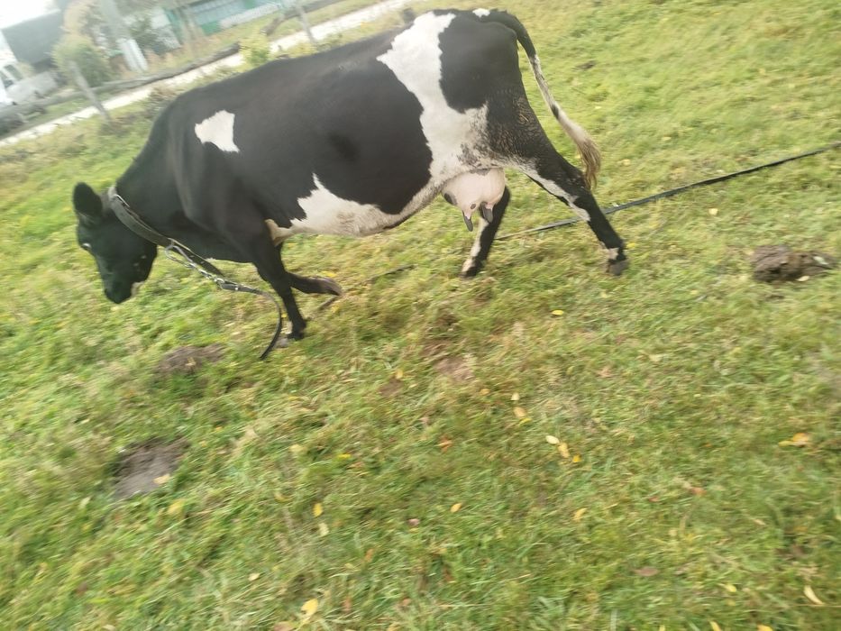 Продам молоду молочну корову тільну а також тільну телицю.