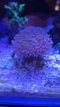 Sarcophyton Morskie