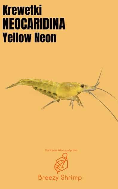 Krewetki Neocaridina Yellow Neon | Krewetki akwariowe