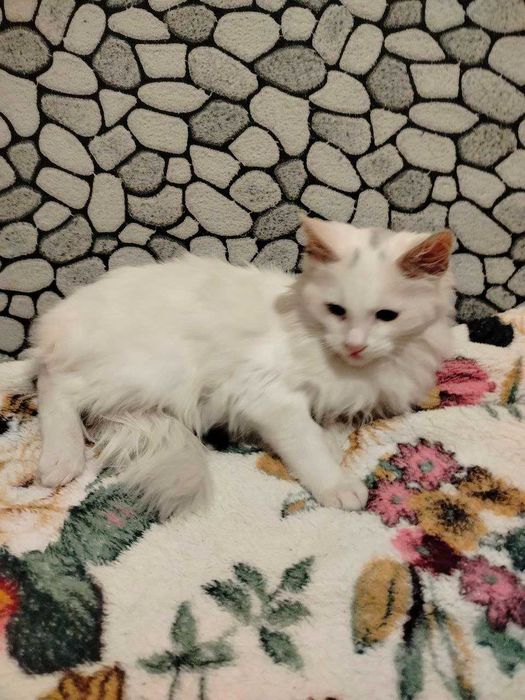 Котята ищут любящие семьи котики