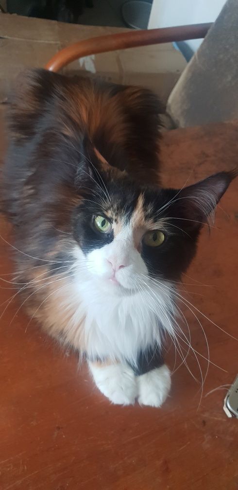 Śliczna kotka Maine Coon