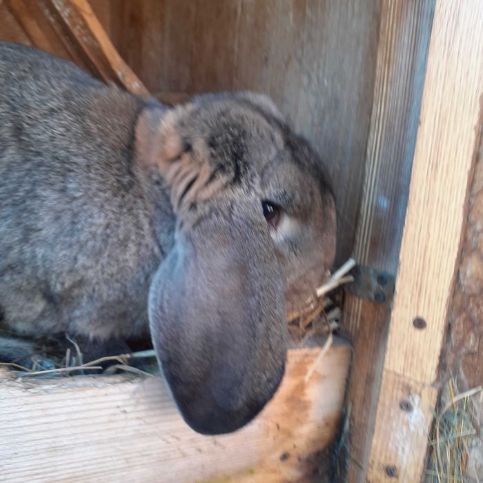 Kroliki rasa baran francuski:samce i samice!