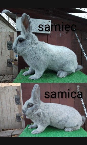 Parka wielki jasno srebrzysty wjs