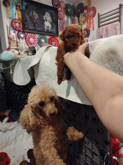 Pudel miniaturowy ciemny Red