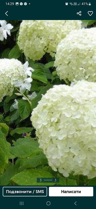 Півонія рожева  Бернар  гортензія біла велика