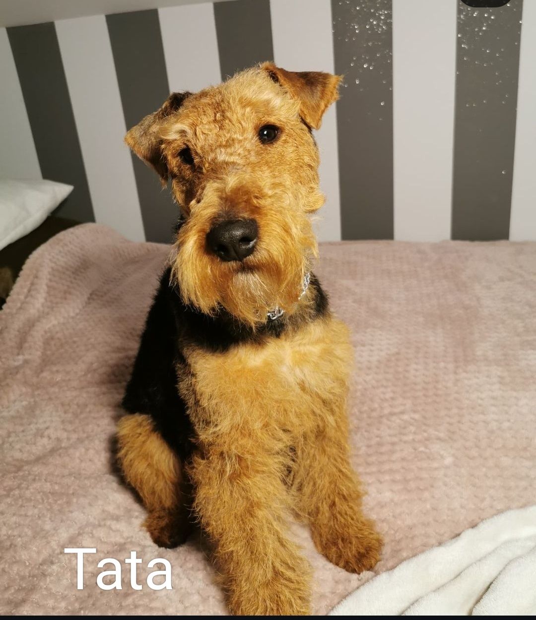 FCI Szczeniak Terier Walijski ZkwP Welsh terrier