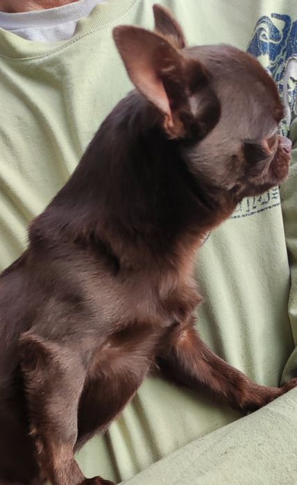 Шоколадный чихуахуа