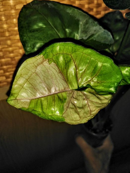 Продам різні сорта сингониумы, филодендроны, сциндапсусы, епипремнуми