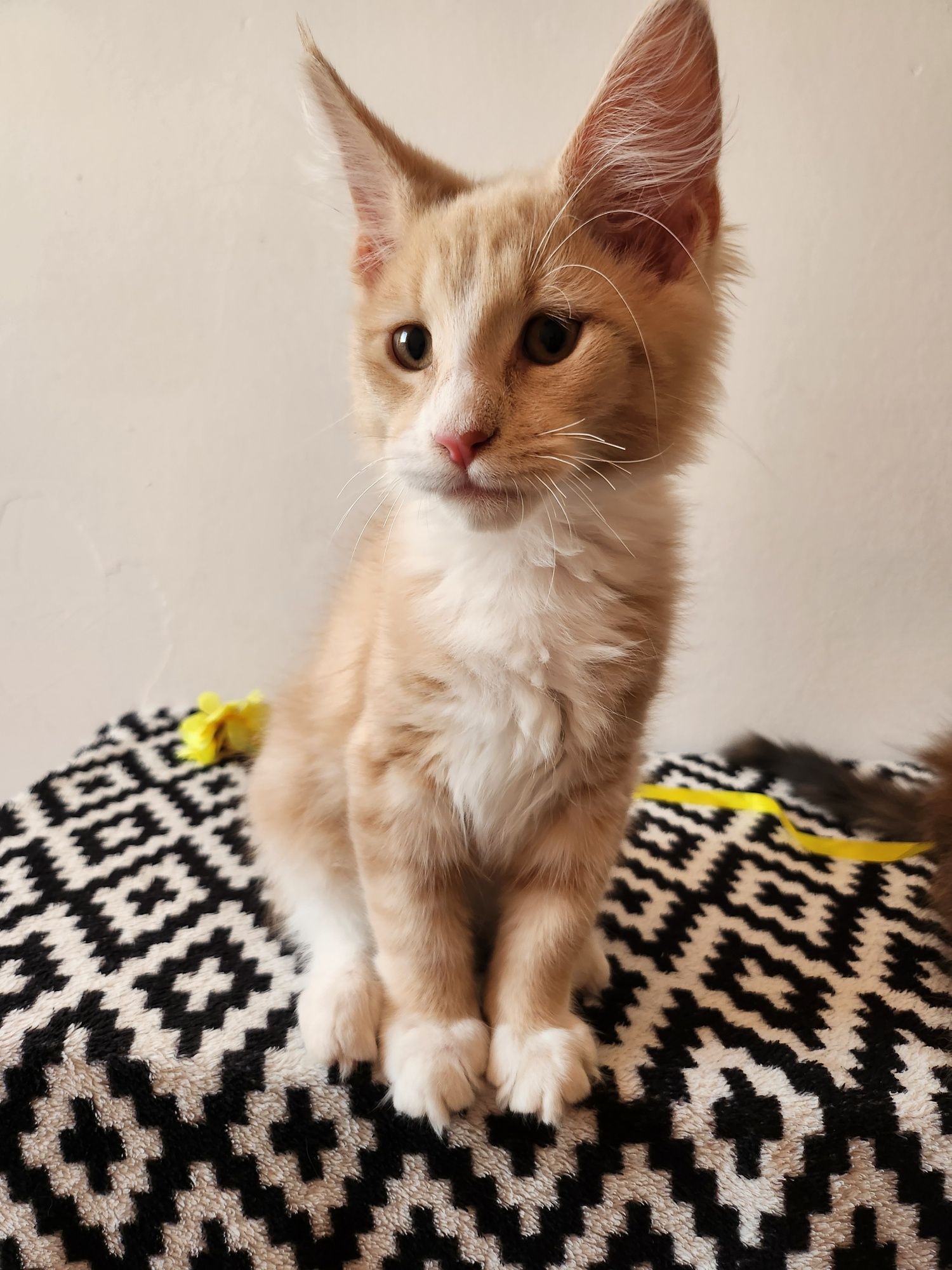Kot Maine Coon gotowy do odbioru