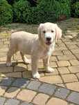 Golden retriever suczka