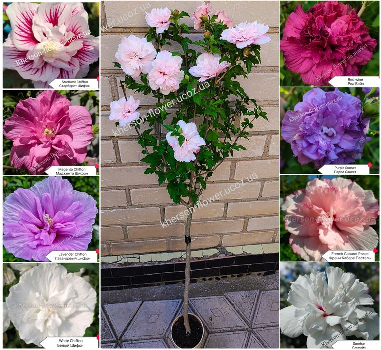 Гібіскуси вуличні деревовидні махрові, варієгатні 25 сортів