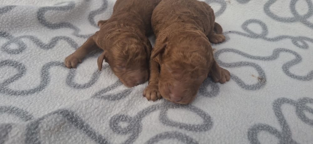 Szczenię pudel średni red z metryką