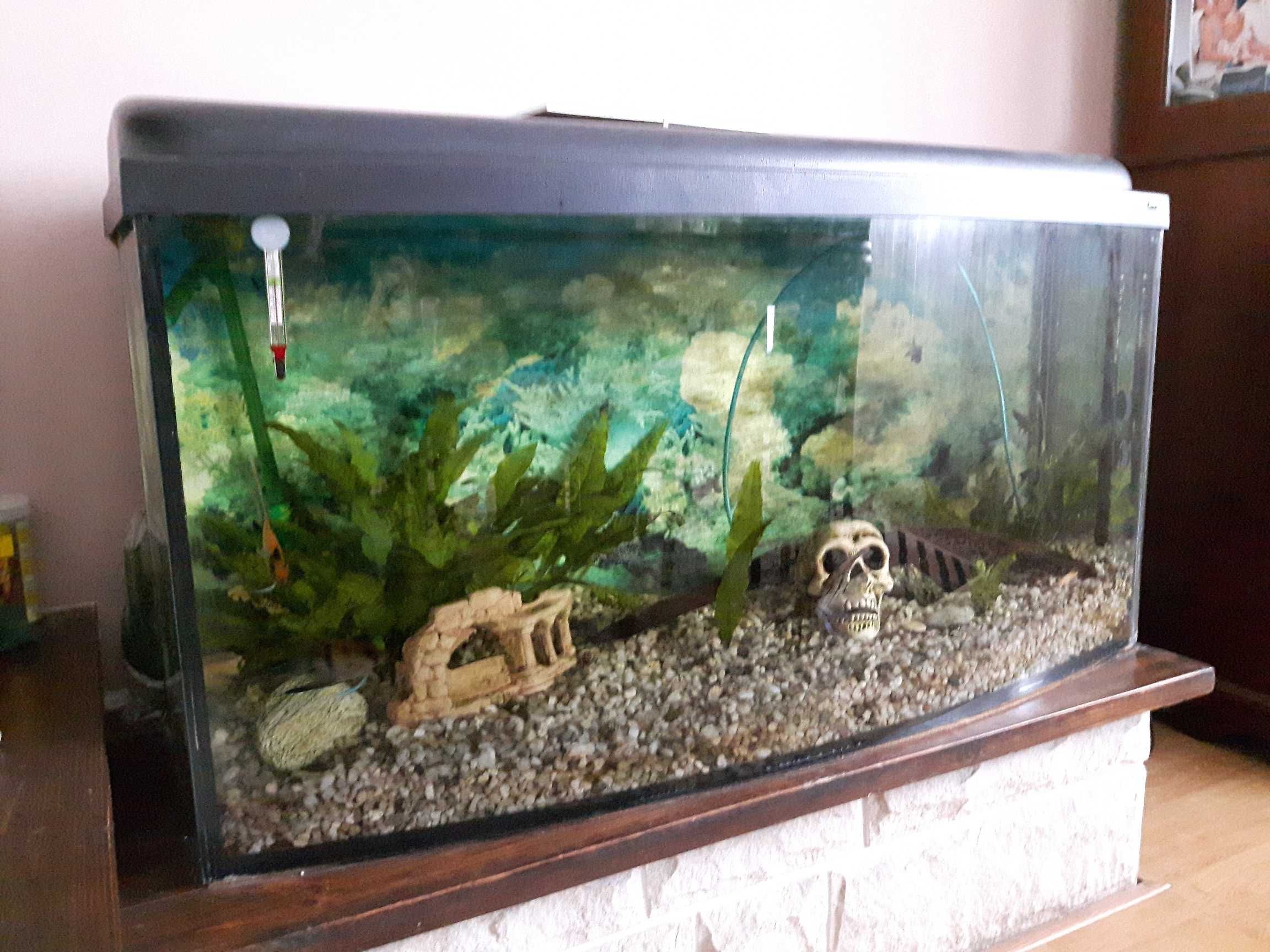 Akwarium z rybkami i osprzętem 200l.