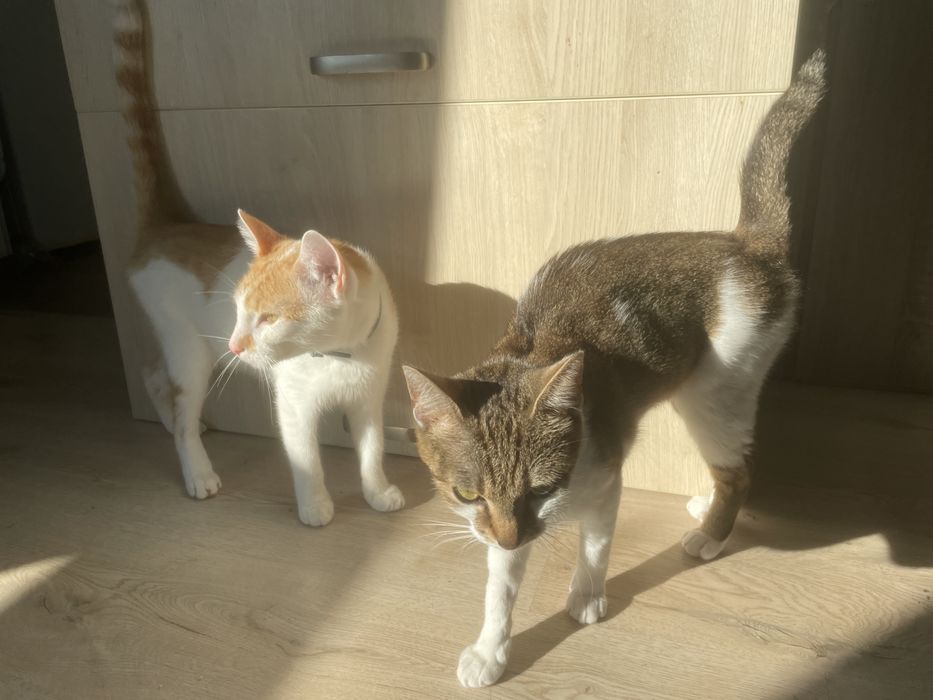 Oddam kotkę rok i pótra i oddam kota dwa i pół(We Dwoje oddaje ich)