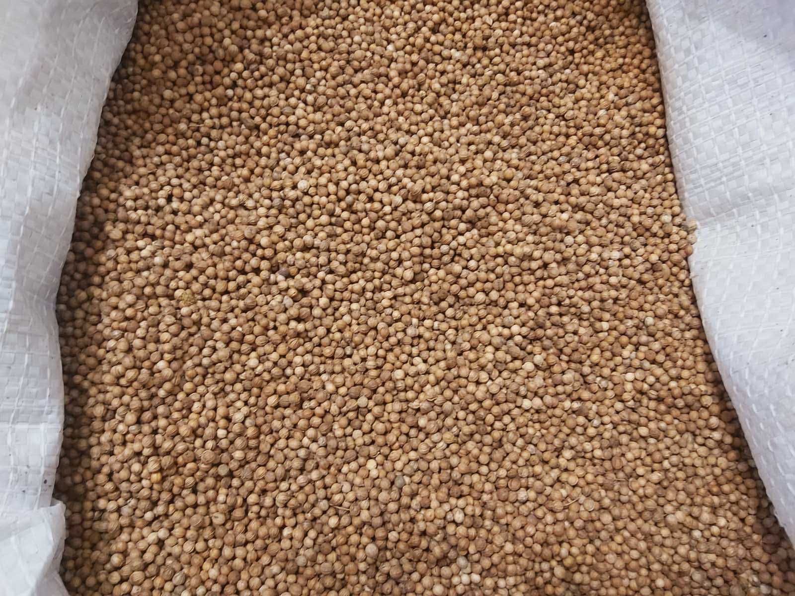 Продам кориандр (кинза) зерно, специи 2022, 0.5кг и более, есть Опт
