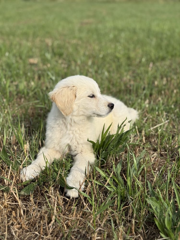 Golden Retriever fêmea