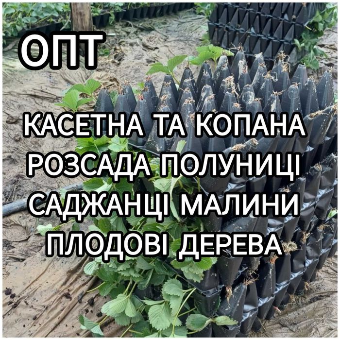 Саджанці Полуниці Розсада Малини Плодові дерева Саженцы Клубники