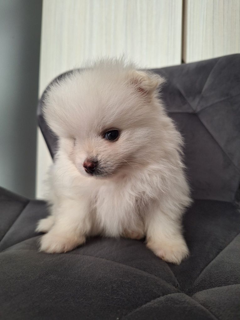 Szpic Miniaturowy Pomeranian piesek