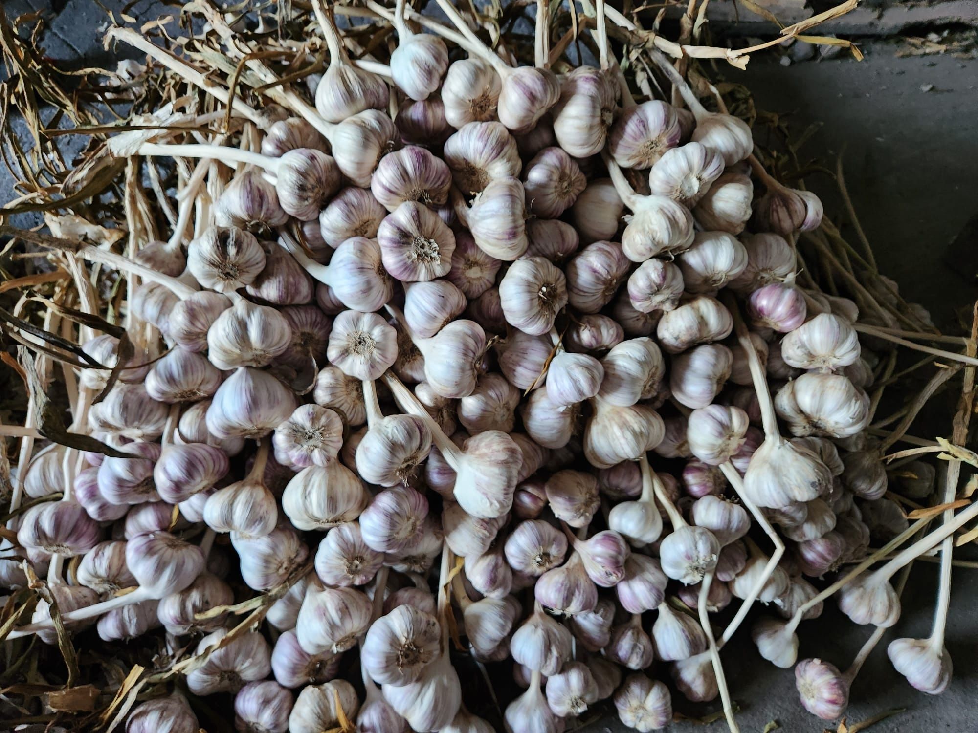 Czosnek polski HARNAŚ 1kg 4,5-5cm
