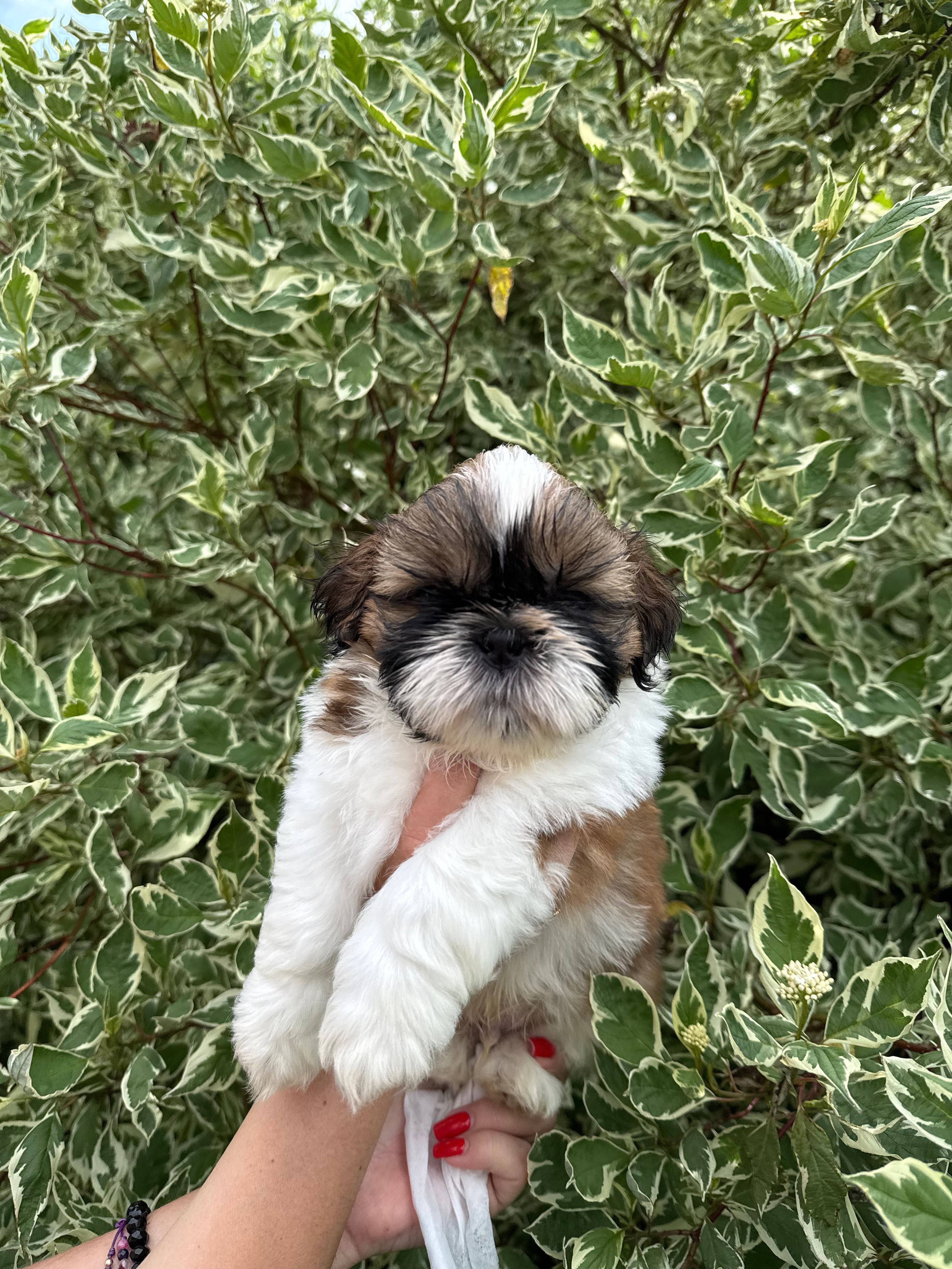 SHIH TZU  ZKWP/FCI - do rezerwacji
