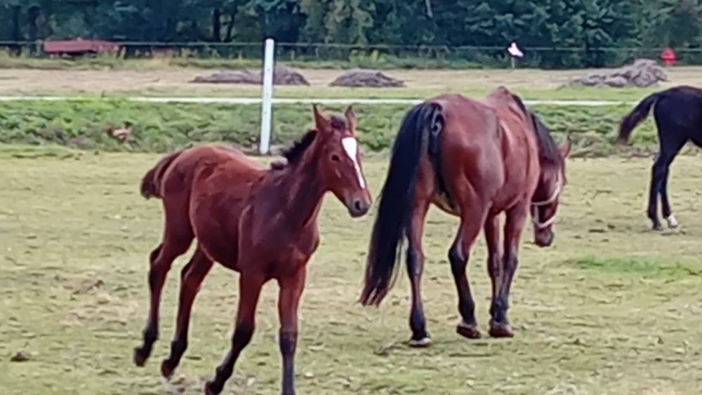 Klacz śląska Elita po licencjonowanych rodzicach odsadek
