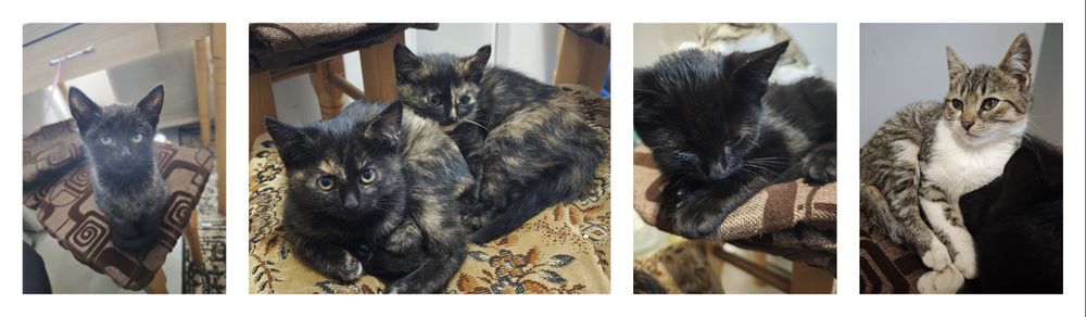 Кошенята в добрі руки