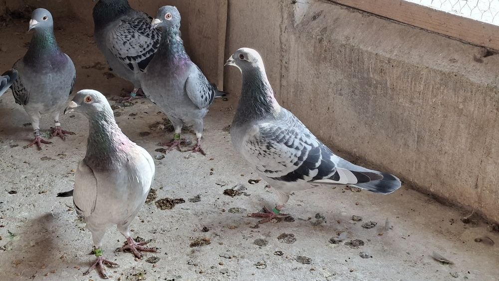 Gołembie pocztowe sprzedam całą hodowlę