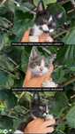 Gatos Bébés para adoção
