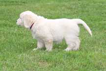 Golden Retriever ZKwP FCI Gotowe do odbioru