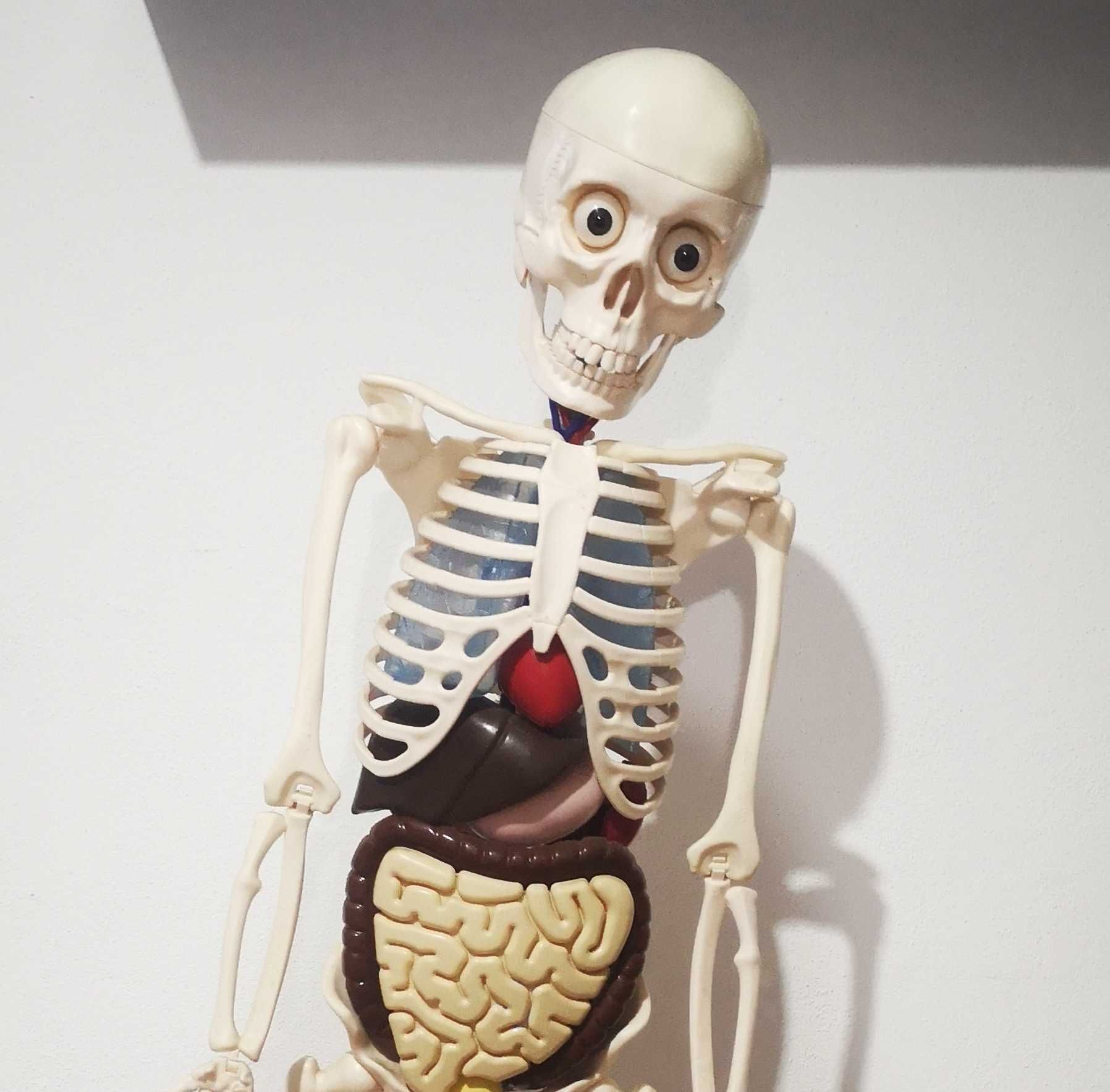 "O Corpo Humano" - Esqueleto Humano