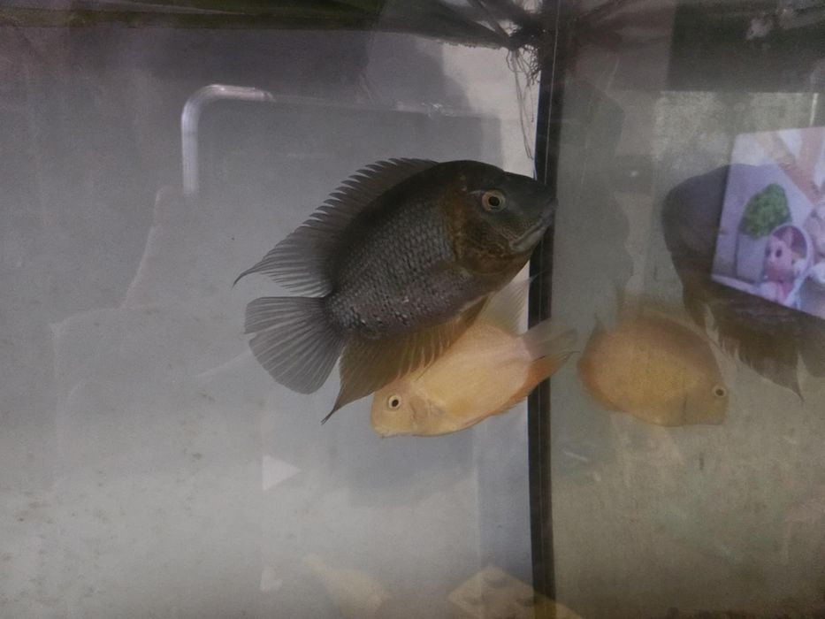 Severum pielegnice
