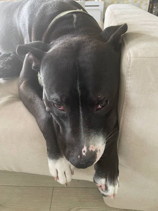 Пітбуль хлопчик шукає дім