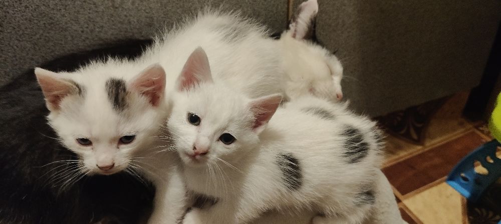 Отдам маленьких котят
