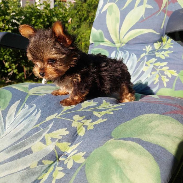 York shire terrier xs chopiec