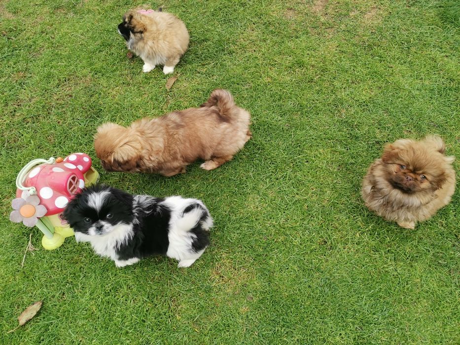 Pekińczyk Pekińczyki  Nie Shih Tzu