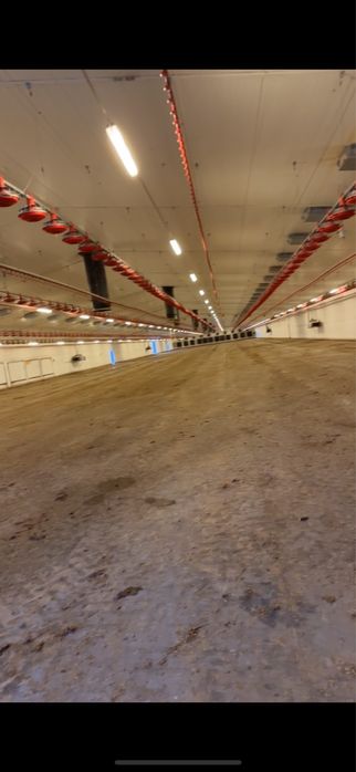 Mycie Fotowoltaiki kurnika chlewni obory bielenie nacinanie ruszt