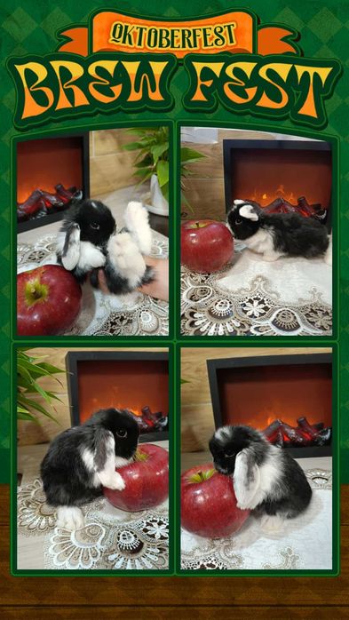 Mini Lopy baranki królik karzełek .Hodowla zarejestrowana KZHK